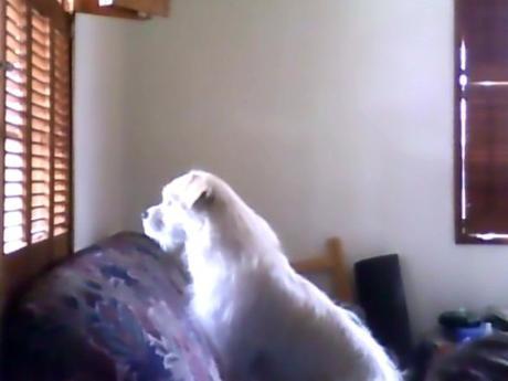 Linus Window Small cream colored dog on a couch, staring out a window.