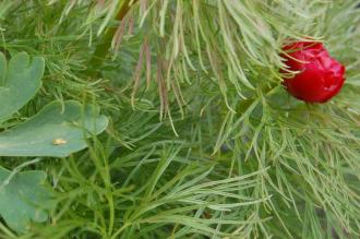 Paeonia tenuifolia Leaf (23/04/2016, Kew Gardens, London)