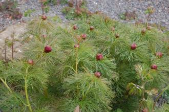 Paeonia tenuifolia (23/04/2016, Kew Gardens, London)