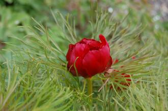 Paeonia tenuifolia Flower (23/04/2016, Kew Gardens, London)