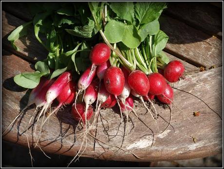 How to grow perfect Radishes
