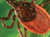 Lesson 1381 Lyme Disease Everyone Needs Know About