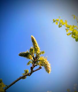 wisteria buds - growourown.blogspot.com