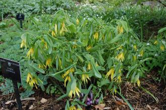 Uvularia grandiflora (23/04/2016, Kew Gardens, London)