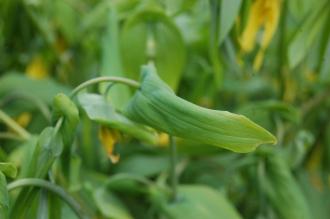 Uvularia grandiflora Leaf (23/04/2016, Kew Gardens, London)