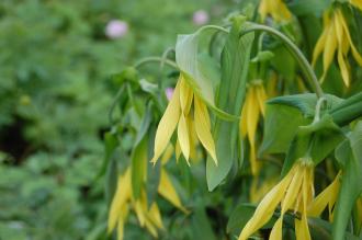 Uvularia grandiflora Flower (23/04/2016, Kew Gardens, London)