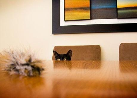 Cat Peeking Over A Table