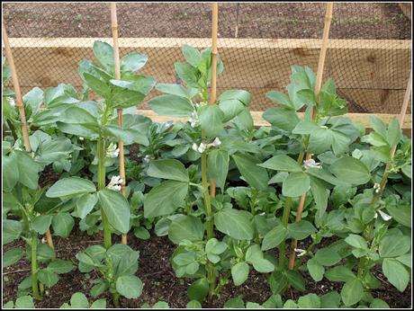 Staking my Broad Beans