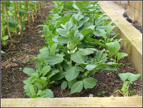 Staking my Broad Beans