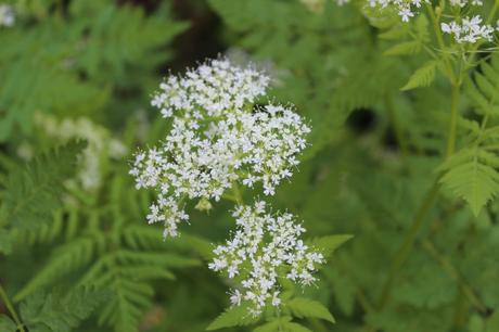 Sweet Cicely