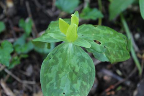 Unknown Trillium