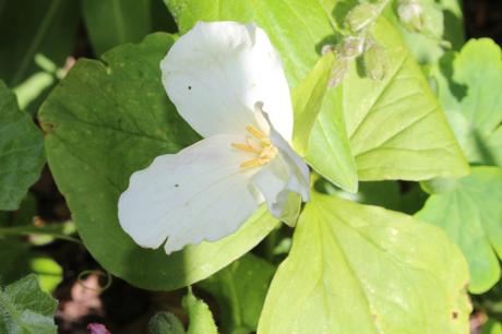 Trillium grandiflorum