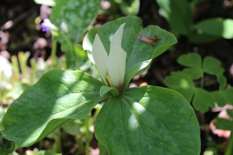 Trillium albidum