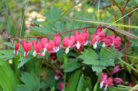 Lamprocapbos spectablis ‘Valentine’