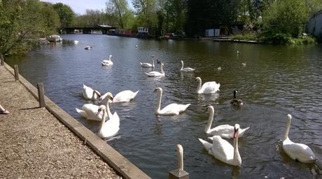 River Yare Swans