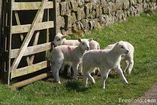 Lambs (c) FreeFoto.com