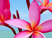 Plumeria Fragrance