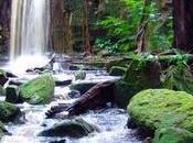 Discover Rainforests Suriname!