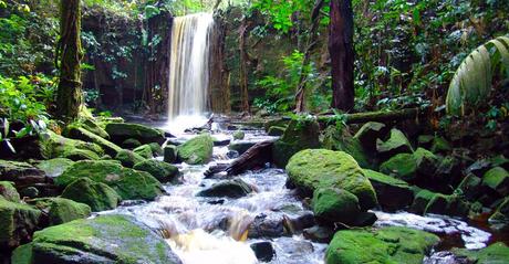 Discover the Rainforests of Suriname!
