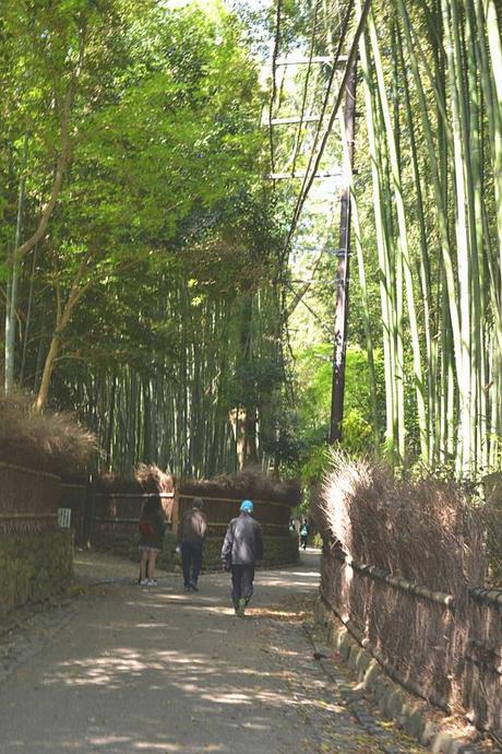 arashiyama bamboo kyoto