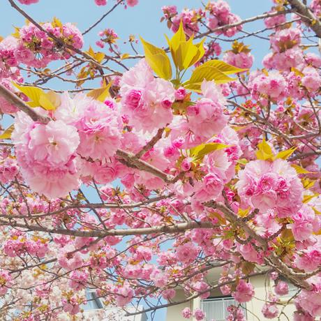 kyoto adventures cherry blossoms