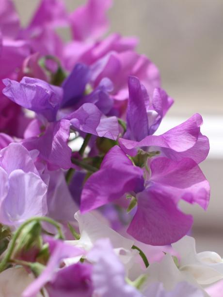 In A Vase On Monday – Sweet Pea Success & A Winner