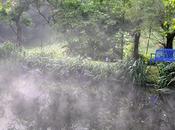 Early Morning Louisiana Irises Were Blooming Down Pond