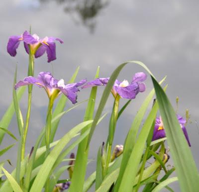Early Morning and the Louisiana Irises Were Blooming Down at the Pond
