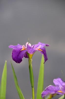 Early Morning and the Louisiana Irises Were Blooming Down at the Pond