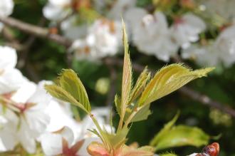 Prunus serrulata 'Shirotae' Emerging Leaf (23/05/2016, Kew Gardens, London)