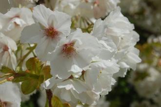Prunus serrulata 'Shirotae' Flower (23/05/2016, Kew Gardens, London)