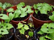 Planting Runner Beans French