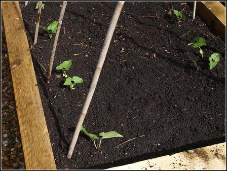 Planting Runner Beans and French Beans