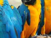 Macaw Colorful Tropical Parrot