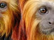 Golden Lion Tamarins