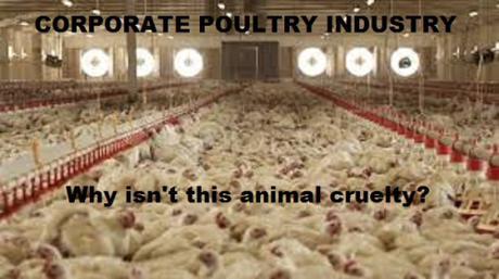 corporate poultry industry