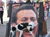 Funny Dogs Interacting With Their Environment