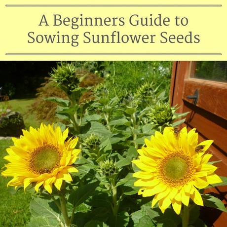 How to Sow Sunflower seeds