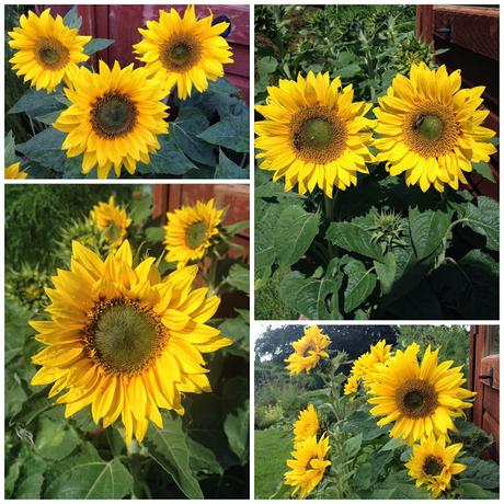 How to grow sunflowers