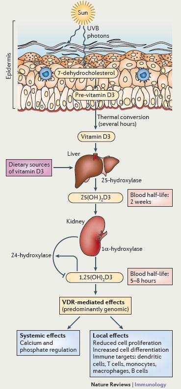 Health: Vitamin D – The Myth vs The Reality