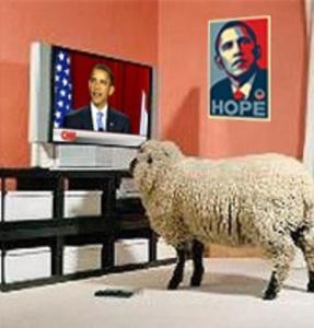 sheeple watch TV