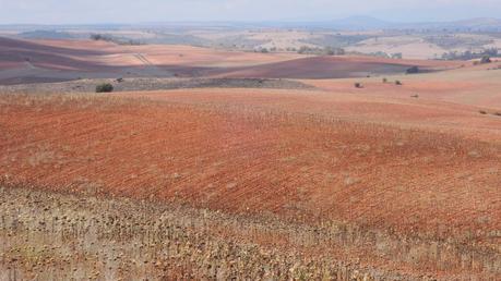Pobres campos de girasoles