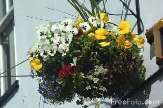 Image: Hanging Basket, by Ian Britton | (c) FreeFoto.com, licensed under Creative Commons Attribution-Noncommercial-No Derivative Works 3.0 License