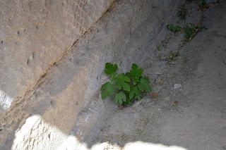 Hortus Romam 2 - Hadrian's Villa