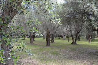 Hortus Romam 2 - Hadrian's Villa