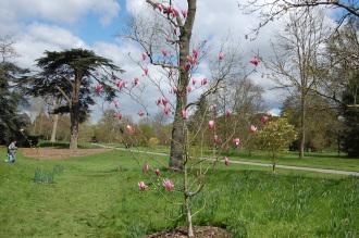 Magnolia 'Spectrum' (23/04/2016, Kew Gardens, London)