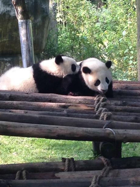 Baby Panda Chengdu