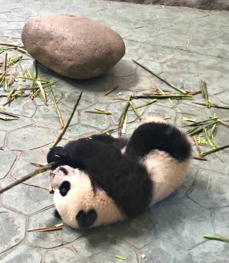 Baby Panda in Chengdu