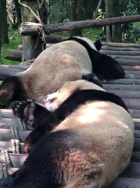 Pandas sleeping in Chengdu