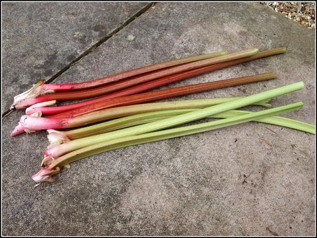 Harvesting Rhubarb - and a recipe